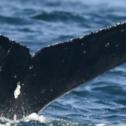 Fluke of HW-MN0804906