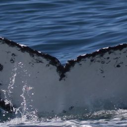 Fluke of HW-MN0804911