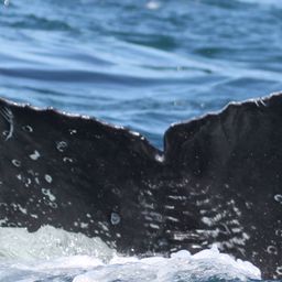 Fluke of HW-MN0804912