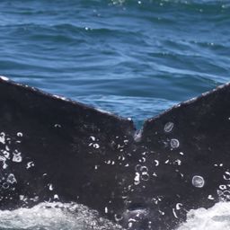 Fluke of HW-MN0804913