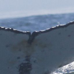 Fluke of HW-MN0804914
