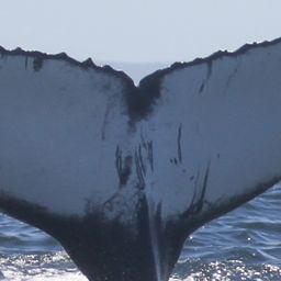Fluke of HW-MN0804915