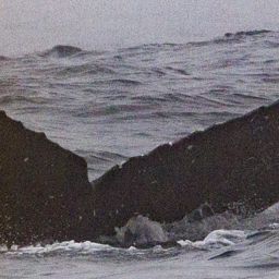 Fluke of CRC-19529