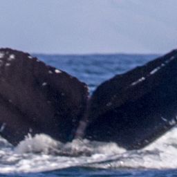 Fluke of CRC-16542