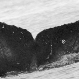 Fluke of Llave