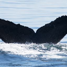 Fluke of CRC-16601