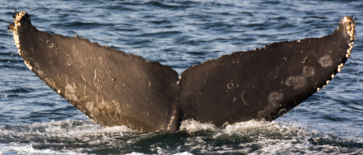 Fluke of Keybe (Guerrero)
