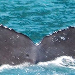 Fluke of HW-MN0410405