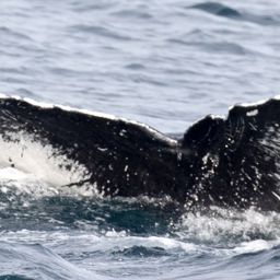 Fluke of CRC-17756