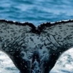 Fluke of HW-MN0804919