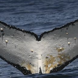 Fluke of HW-MN0804925
