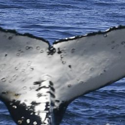 Fluke of HW-MN0804927
