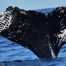 Fluke of CRC-11797