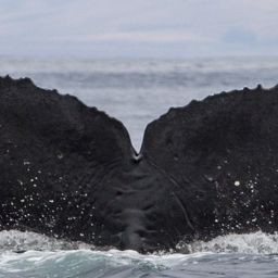 Fluke of CRC-11562