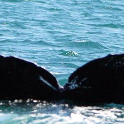 Fluke of CRC-11113