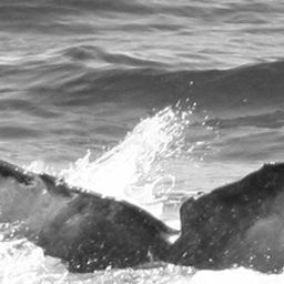 Fluke of CRC-12209