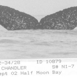 Fluke of CRC-10879