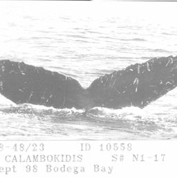 Fluke of CRC-10558