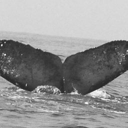 Fluke of CRC-10672