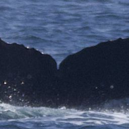 Fluke of CRC-11532