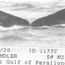 Fluke of CRC-11552