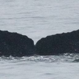 Fluke of Juneauite