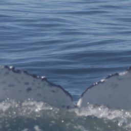 Fluke of HW-MN0804932