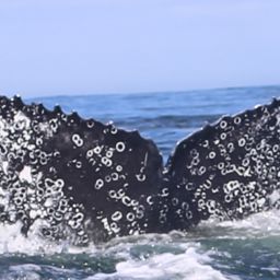 Fluke of HW-MN0804933