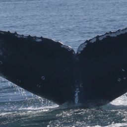Fluke of CRC-22285