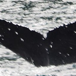 Fluke of Moondance