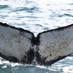 Fluke of HW-MN0410411