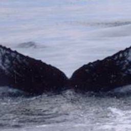 Fluke of Ripple
