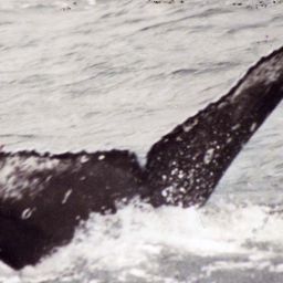 Fluke of Speckles