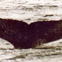 Fluke of Flat Top