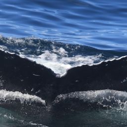 Fluke of CRC-22328