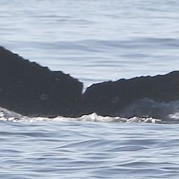 Fluke of CRC-22257