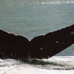 Fluke of Crater