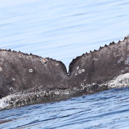 Fluke of CRC-22243