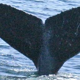 Fluke of HW-MN0410452