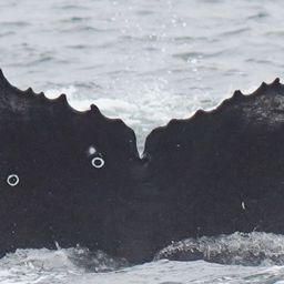 Fluke of HW-MN0804937