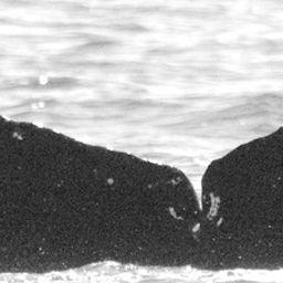 Fluke of CRC-12150