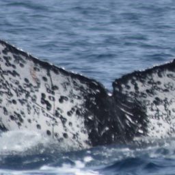 Fluke of CRC-13707