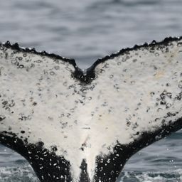 Fluke of HW-MN0804944