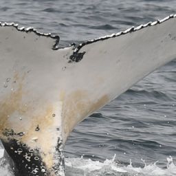 Fluke of HW-MN0804948