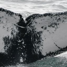 Fluke of HW-MN0804949