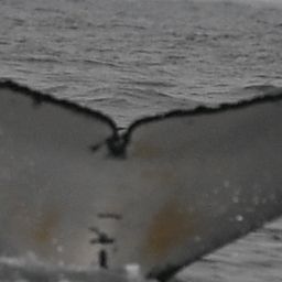 Fluke of HW-MN0804950