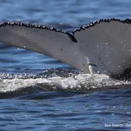 Fluke of HW-MN0804960