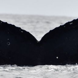 Fluke of CRC-12522
