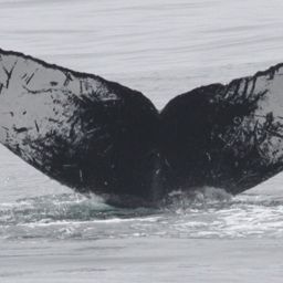 Fluke of CRC-12317