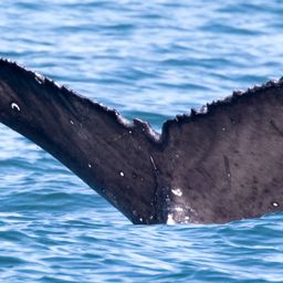Fluke of 2016-2017 calf of HW-MN0501145